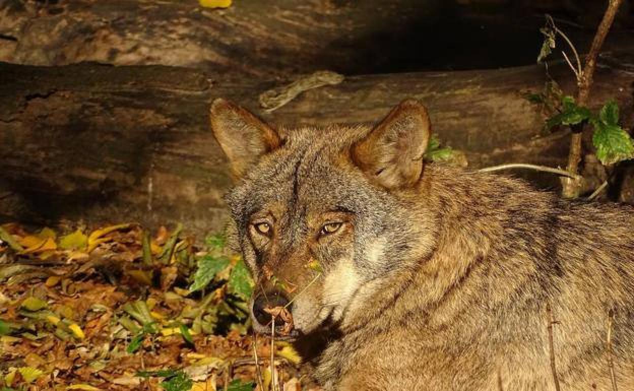 Las organizaciones insisten: pedirán la dimisión de la ministra Ribera si no retira la orden del lobo