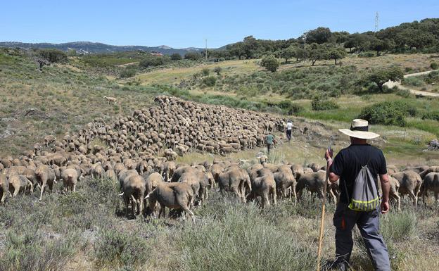 El grupo reposa la comida a la sombra de tres encinas viejas, junto al arroyo Helechoso, cerca de Casas de Miravete. Reanudarán la marcha a las cuatro de la tarde.