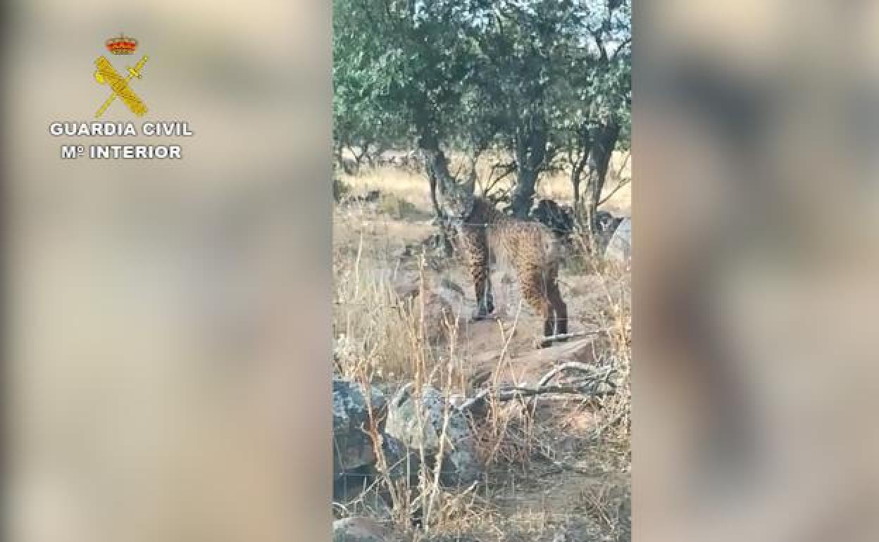 Sucesos en Extremadura : El dueño de una finca de Don Benito irá a juicio por matar un lince ibérico