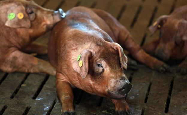 Ejemplar de raza duroc en una explotación de Trujillanos.