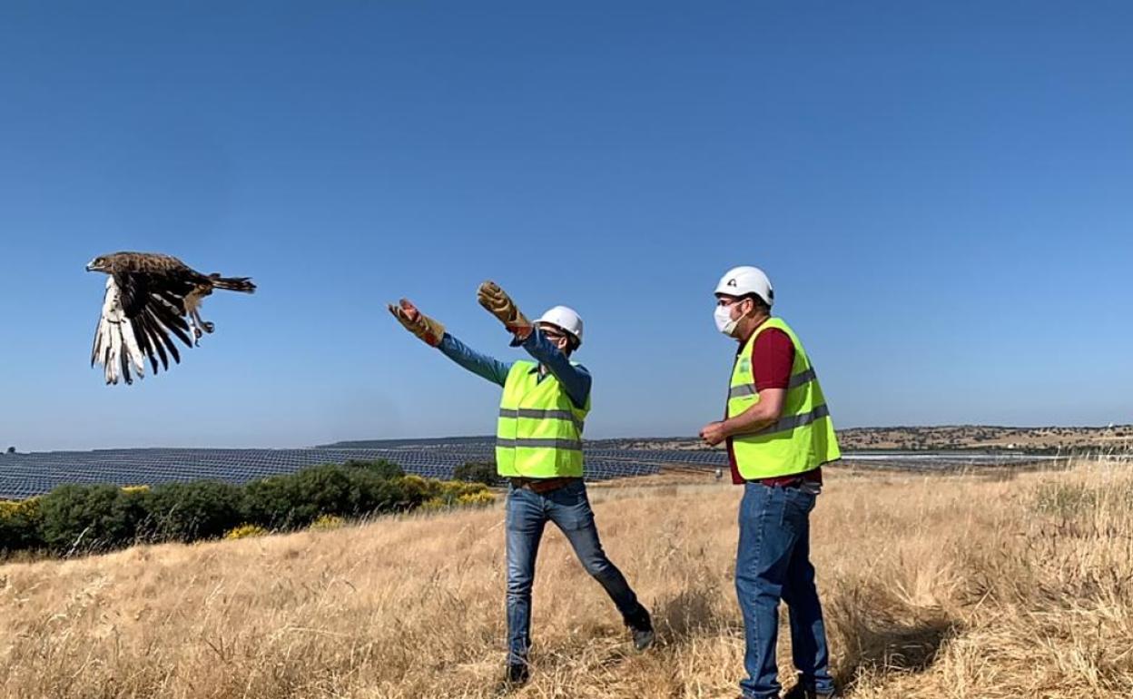 Liberadas tres águilas culebreras y un milano real en el entorno de Logrosán, marcadas para seguimiento
