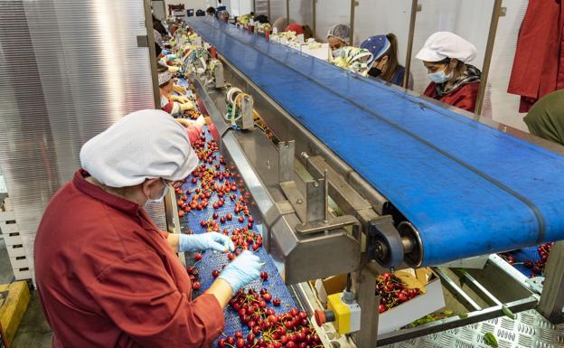 Imagen principal - Selección de la fruta en la cooperativa Nuestra Señora de Piedras Albas de Cabezuela del Valle. Abajo, cajas empaquetadas preparadas para la venta de la cereza extremeña y trabajadora en la central de la Agrupación de Cooperativas