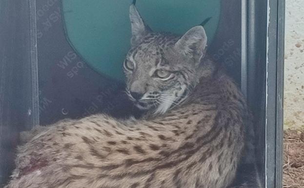 El lince Reposado descansa ahora en el hospital de la fauna salvaje de AMUS, en Villafranca de los Barros. 