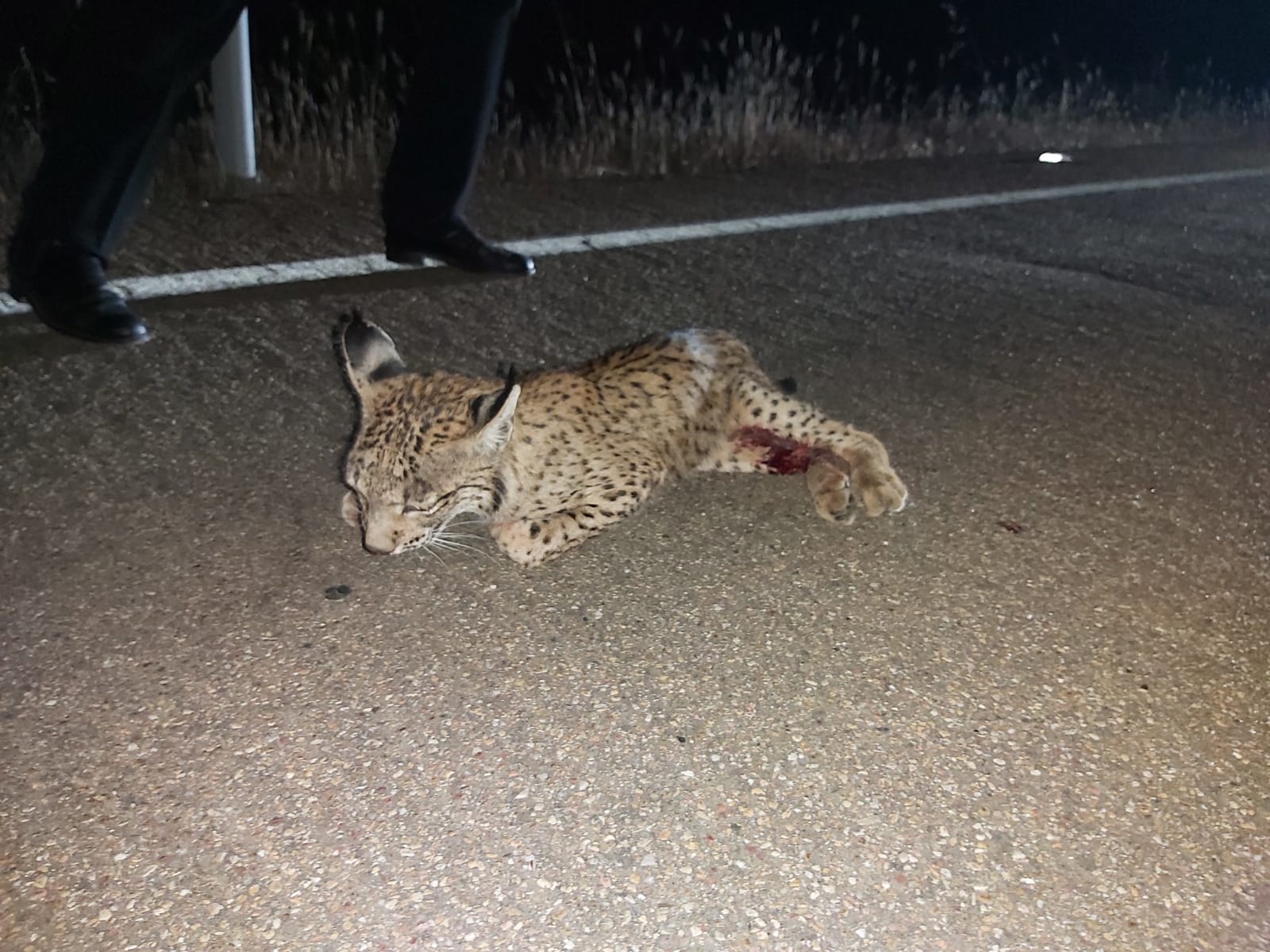 El joven lince, antes de ser atrapado con el cinturón, aún muy aturdido por el golpe. 