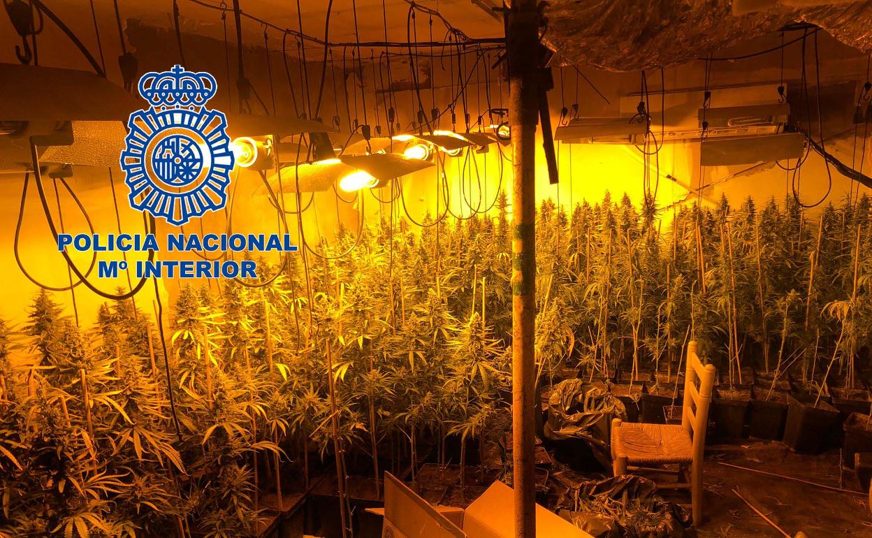 Imagen de la plantación de marihuana desmantelada en Calamonte.