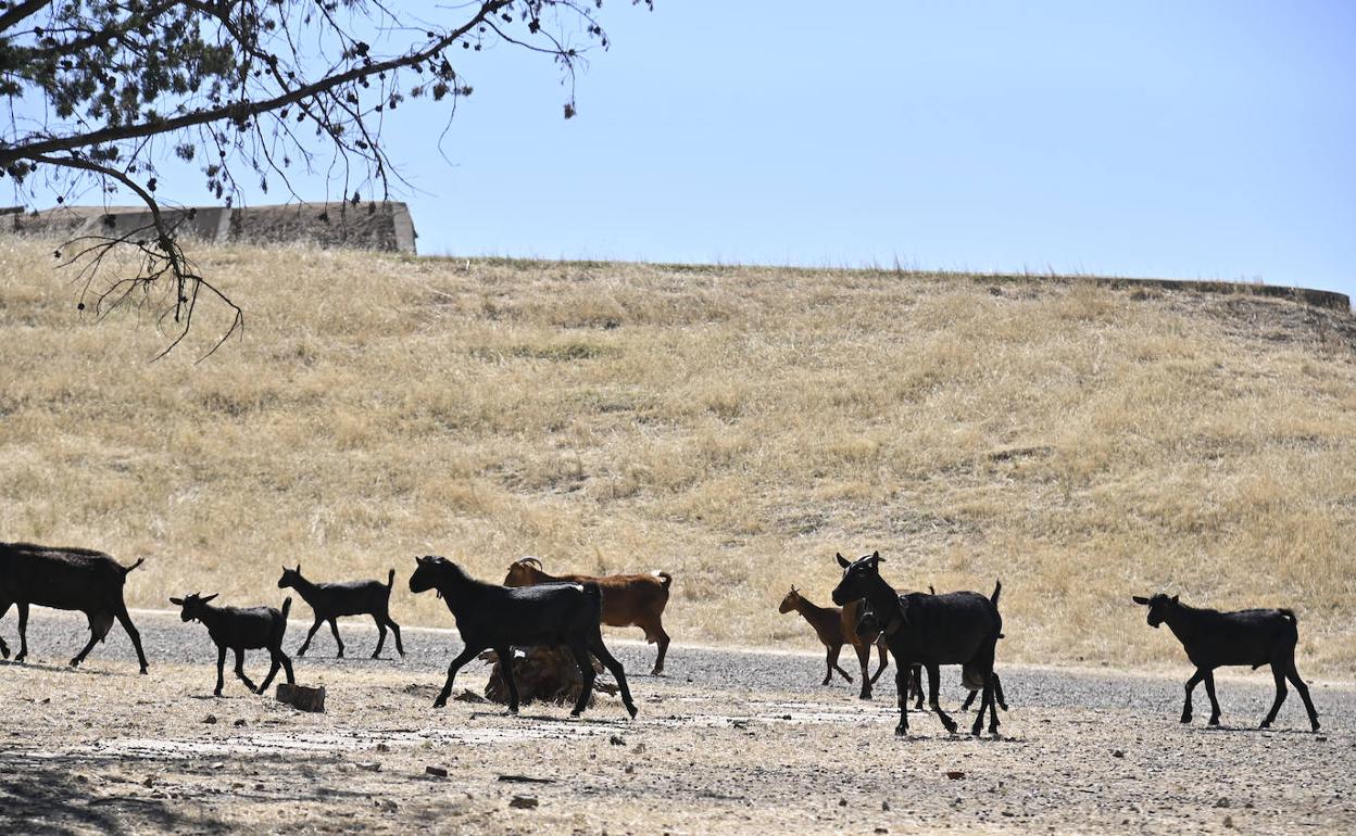 Las cabras pastando ayer delante del fuerte de San Cristóbal. 