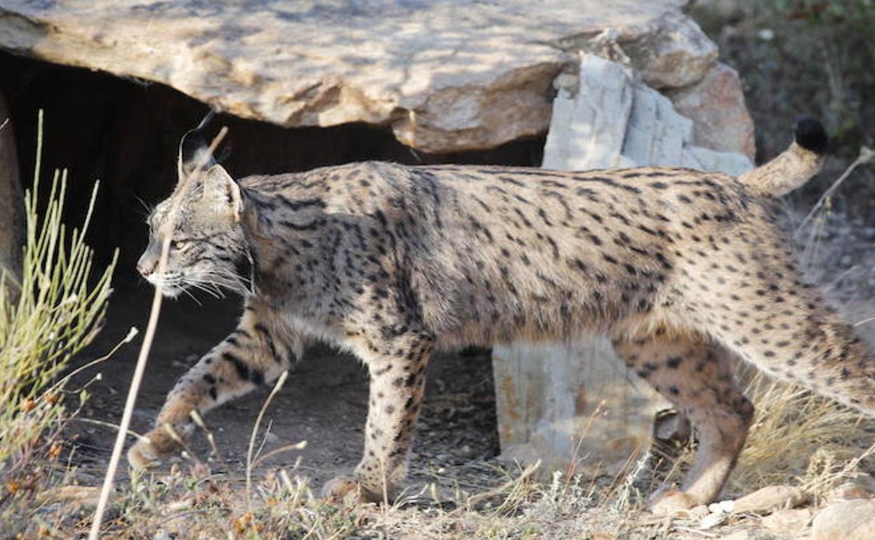 Lince ibérico. 