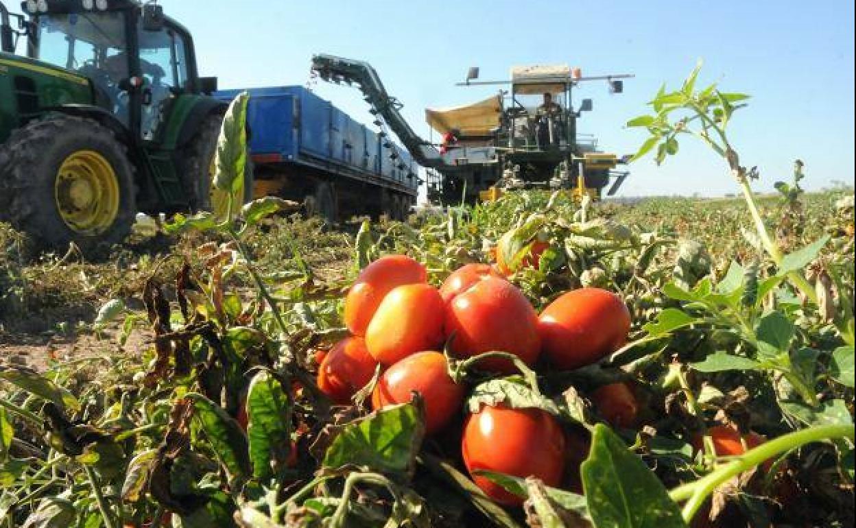 Imagen de archivo de la pasada campaña de tomate.