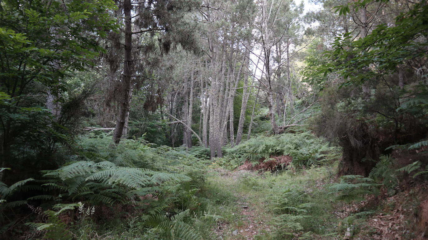 Esta calzada romana no es tan bien conservada como la del puerto de Santa Clara, en la misma comarca y que parte de San Martín de Trevejo. Esta ruta de Robledillo de Gata es igualmente interesante pero mucho más solitaria, de un encanto especial.
