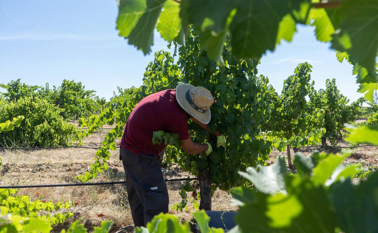 Los futuros vinos Habla ya se están recolectando