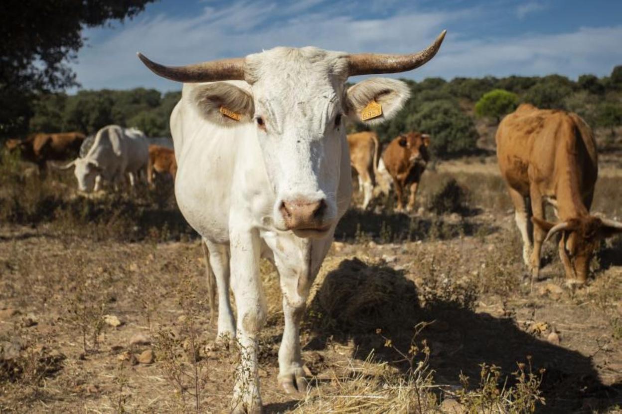 Ejemplar de vaca blanca cacereña, en peligro de extinción. 