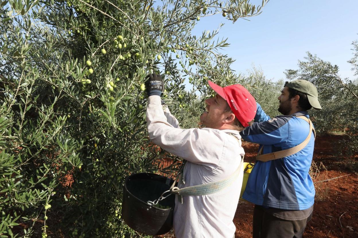 la rentabilidad de las explotaciones extremeñas dependerá mucho de la meteorología. 