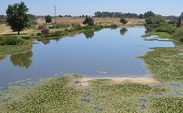 Nenúfar en el Guadiana. 