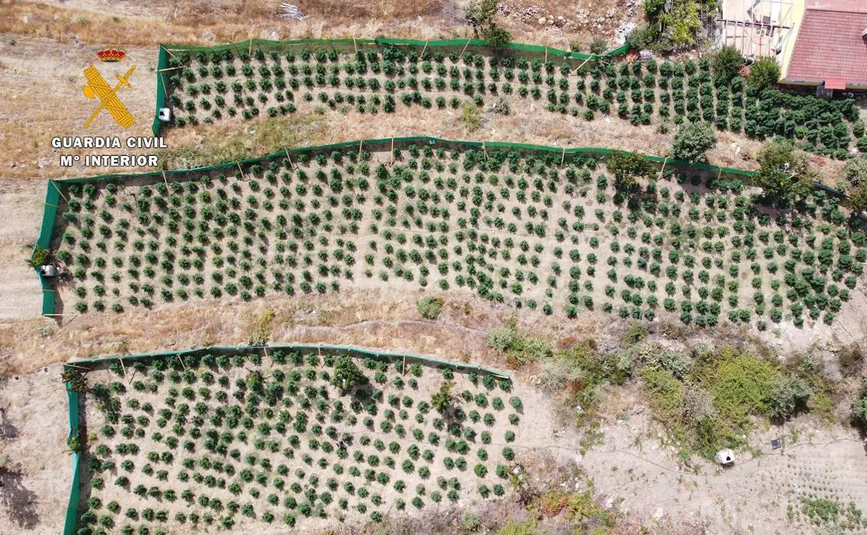 Sucesos de Extremadura : Un detenido por cultivar cerca de 1.200 plantas de marihuana en una finca de Jarandilla de la Vera 