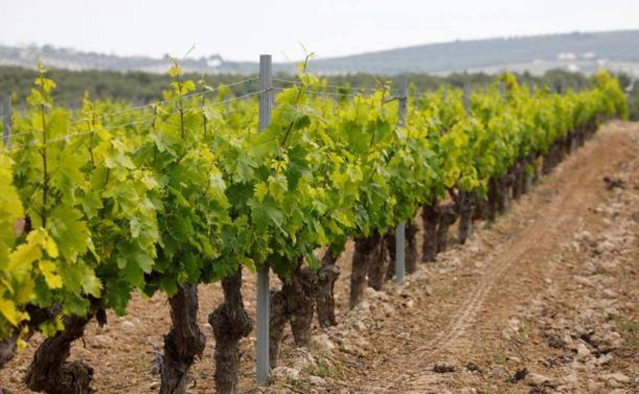 Imagen de archivo de un viñedo en Extremadura.