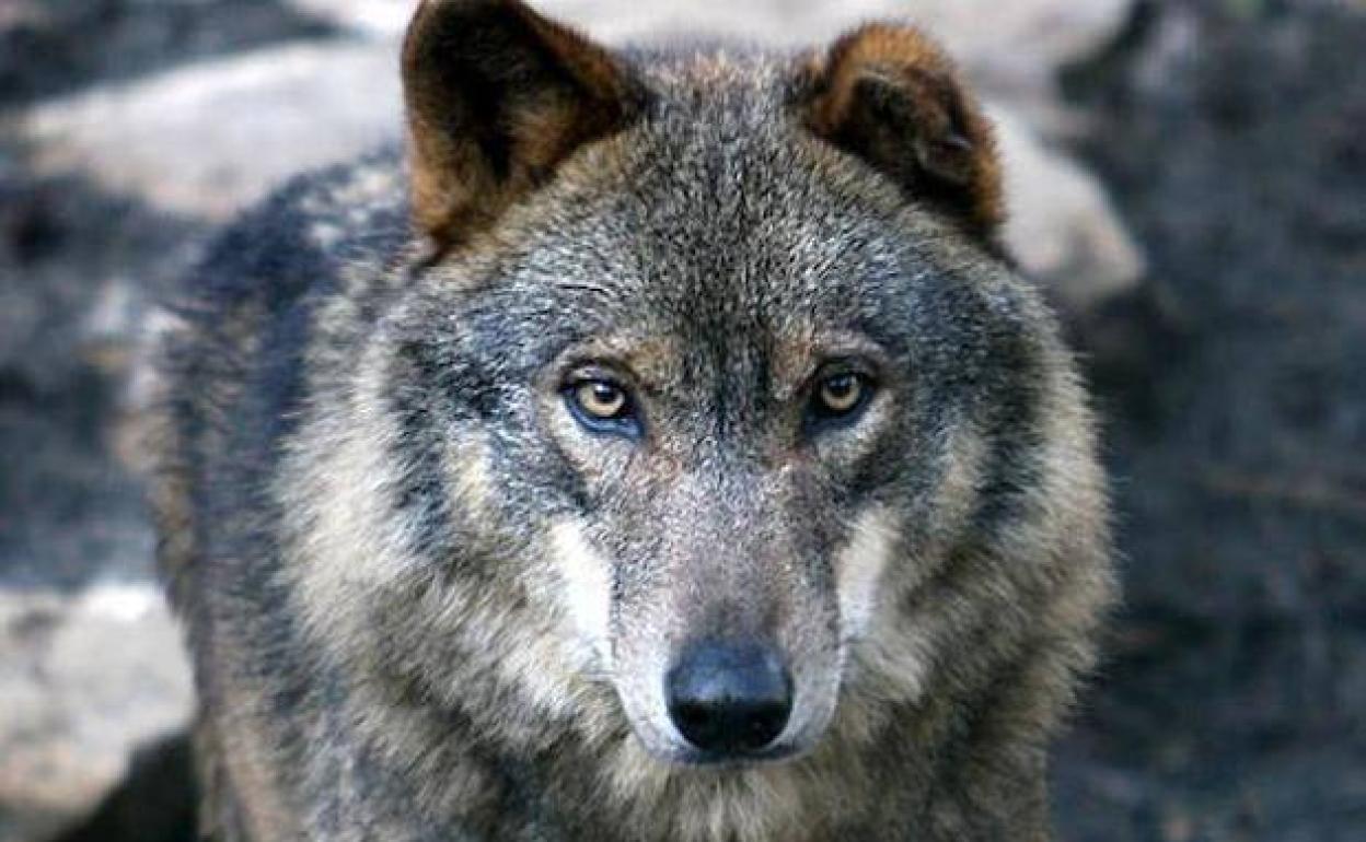 Fin a la caza del lobo: organizaciones agrarias creen que se condena a la ganadería a la extinción