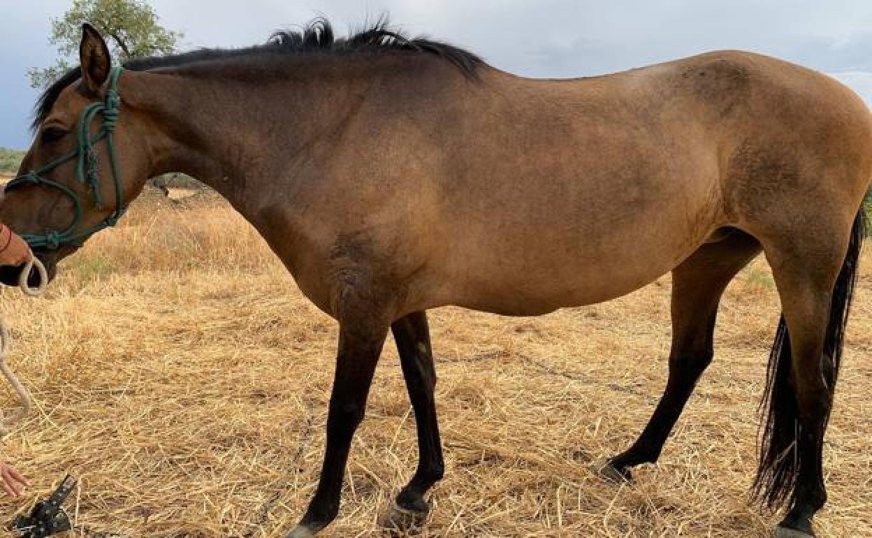 Yegua afectada con edema en tórax, abdomen, pechos y cuello.