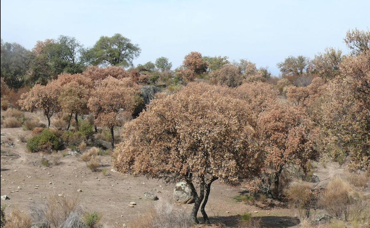 Imagen de archivo de encinas secas en Mesas de Ibor. 