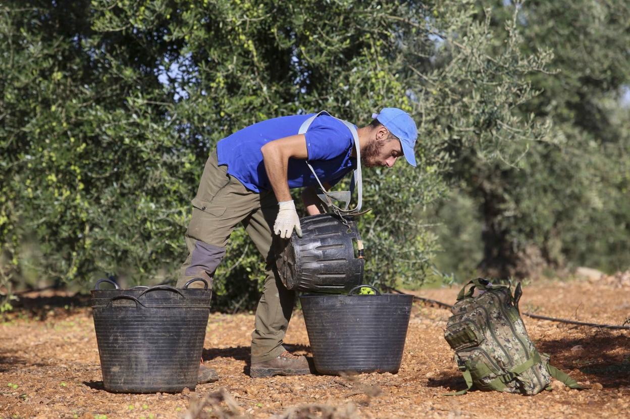 Un temporero recoge aceitunas en Solana de los Barros, uno de los términos beneficiados por el regadío. 