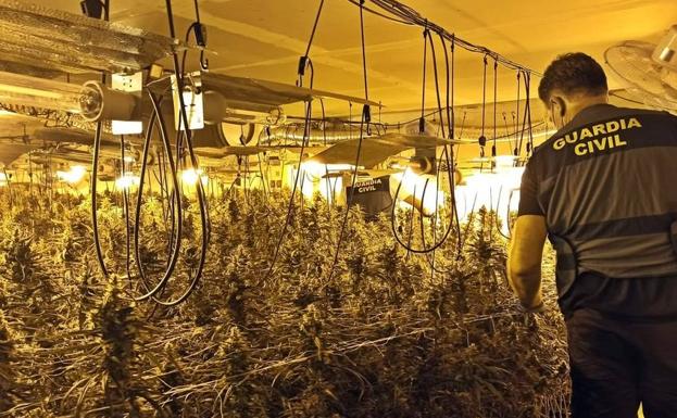 Dos vecinos de Orellana de la Sierra, en prisión por cultivar más de 800 plantas de marihuana