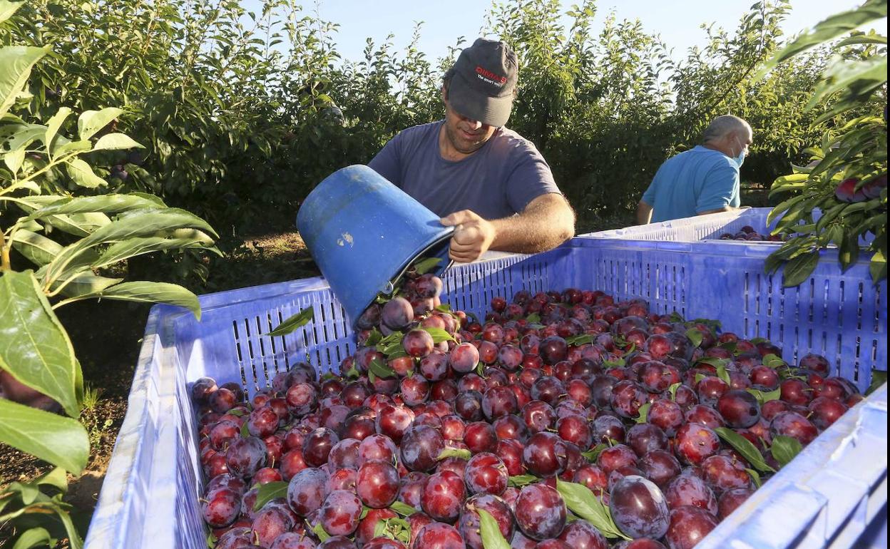 Un temporero de la fruta en la recolección de ciruela este verano en una parcela de Torrefresneda. 