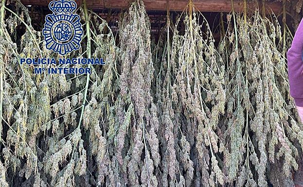 Sucesos en Extremadura: Cae una plantación de marihuana en Riolobos que podría mover más de dos millones de euros