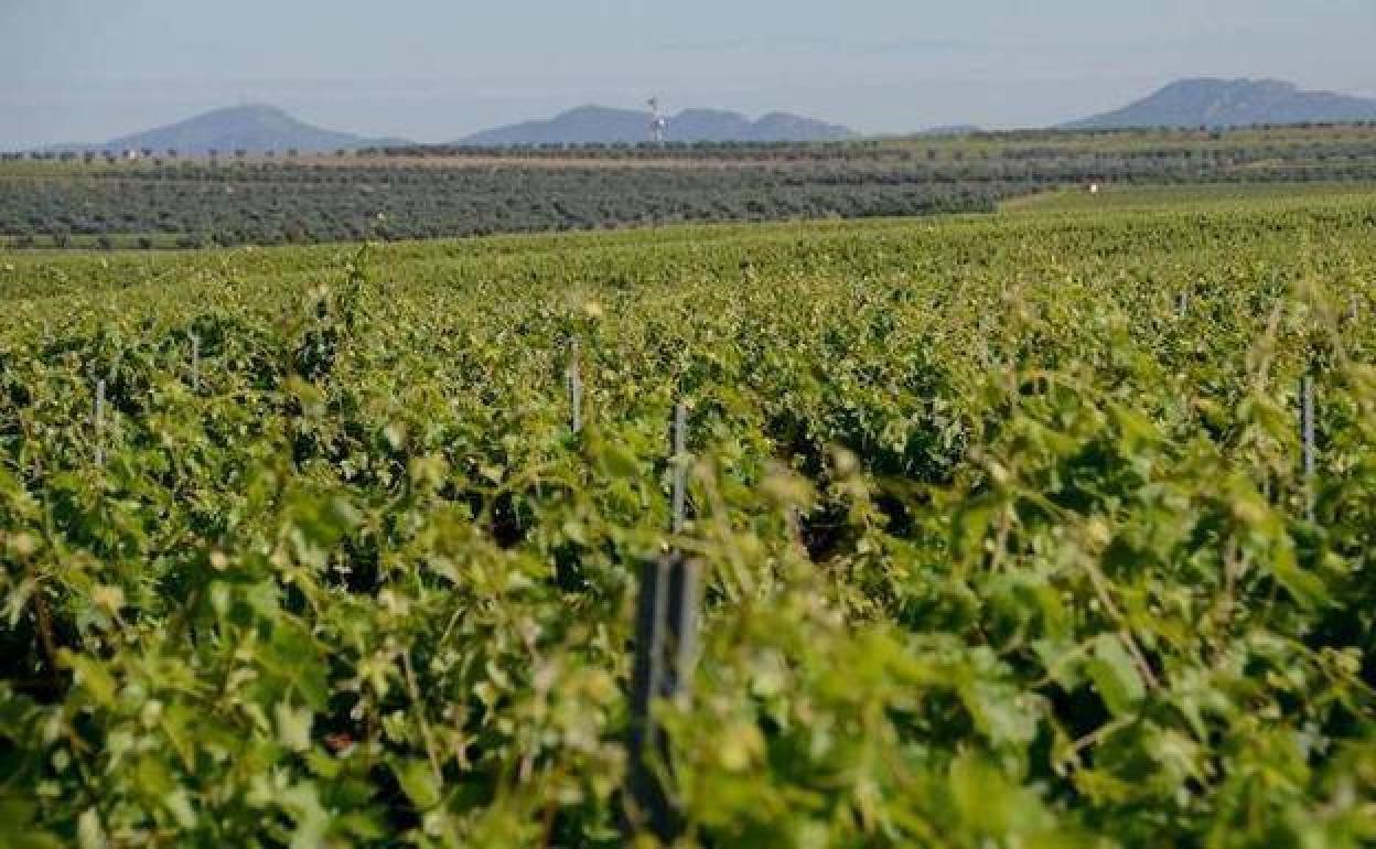 Convocadas las ayudas para la promoción del vino en mercados de terceros países