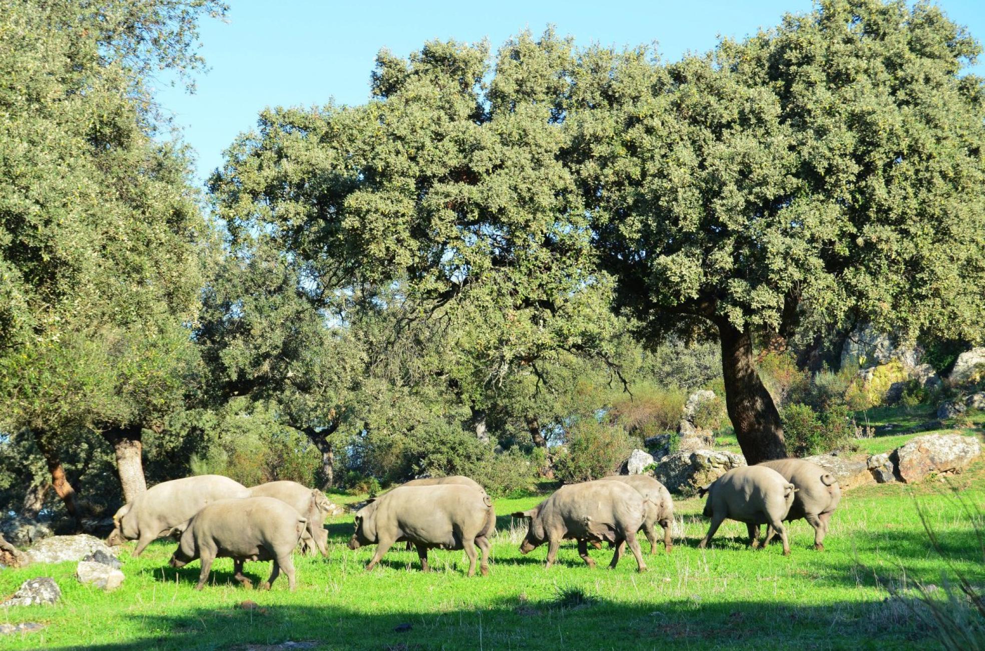 Cochinos en extensivo en una finca de Salvatierra de los Barros, en la Sierra Suroeste. 