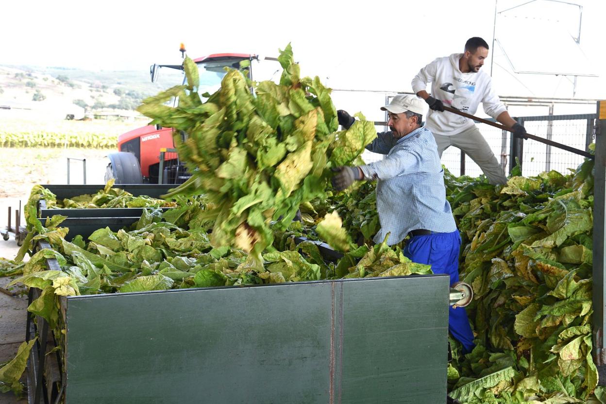 Tabaqueros trabajando en la comarca de La Vera. 
