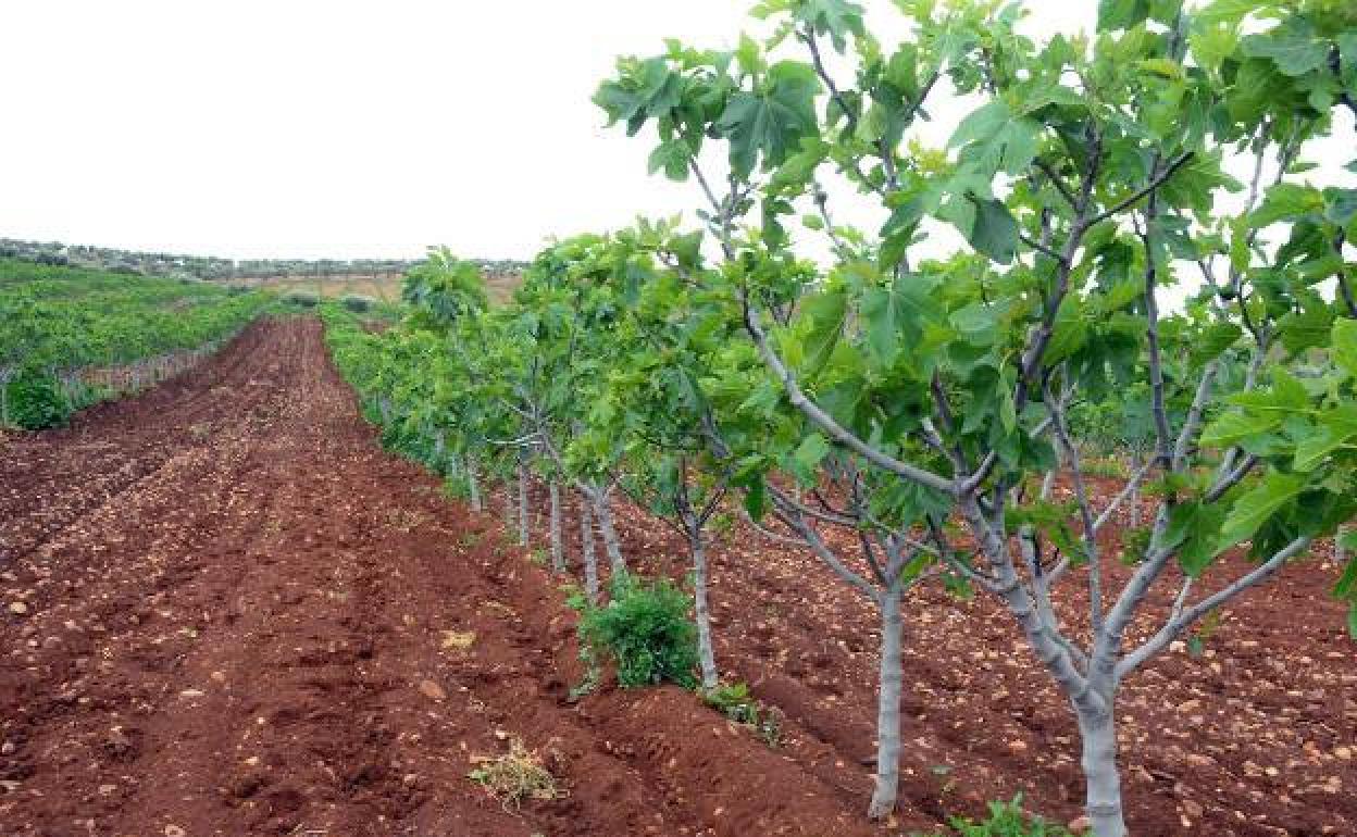 Cicytex recibirá 84.560 euros para identificar variedades vegetales durante cuatro años más