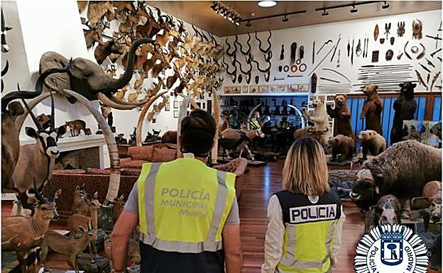Imagen principal - Exposición que tenía un particular de animales disecados e intervenida por la Policíía Municipal de Madrid