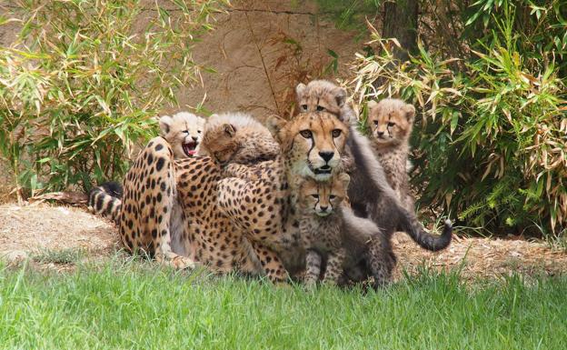 El Zoológico de Lisboa es un gran plan si visitamos la ciudad en familia.