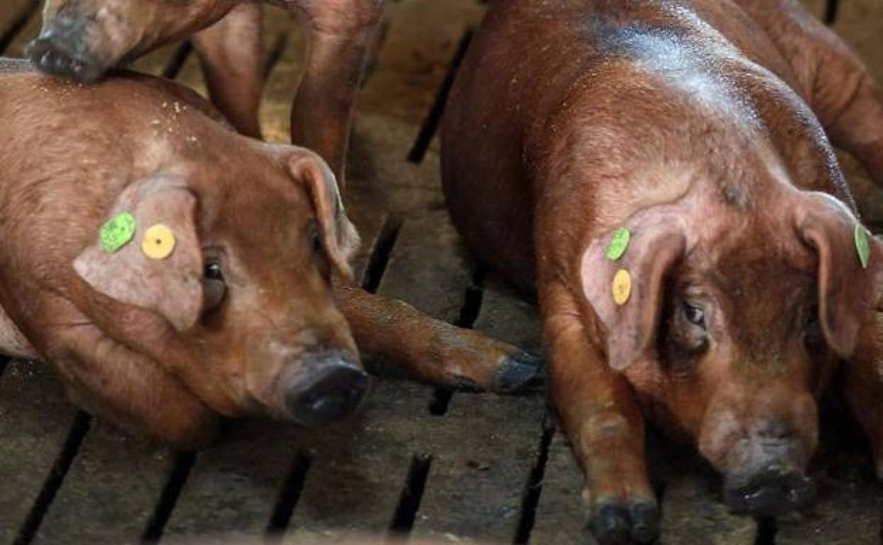 El Censyra subastará 27 lotes de machos de porcino de raza Duroc el 14 de diciembre