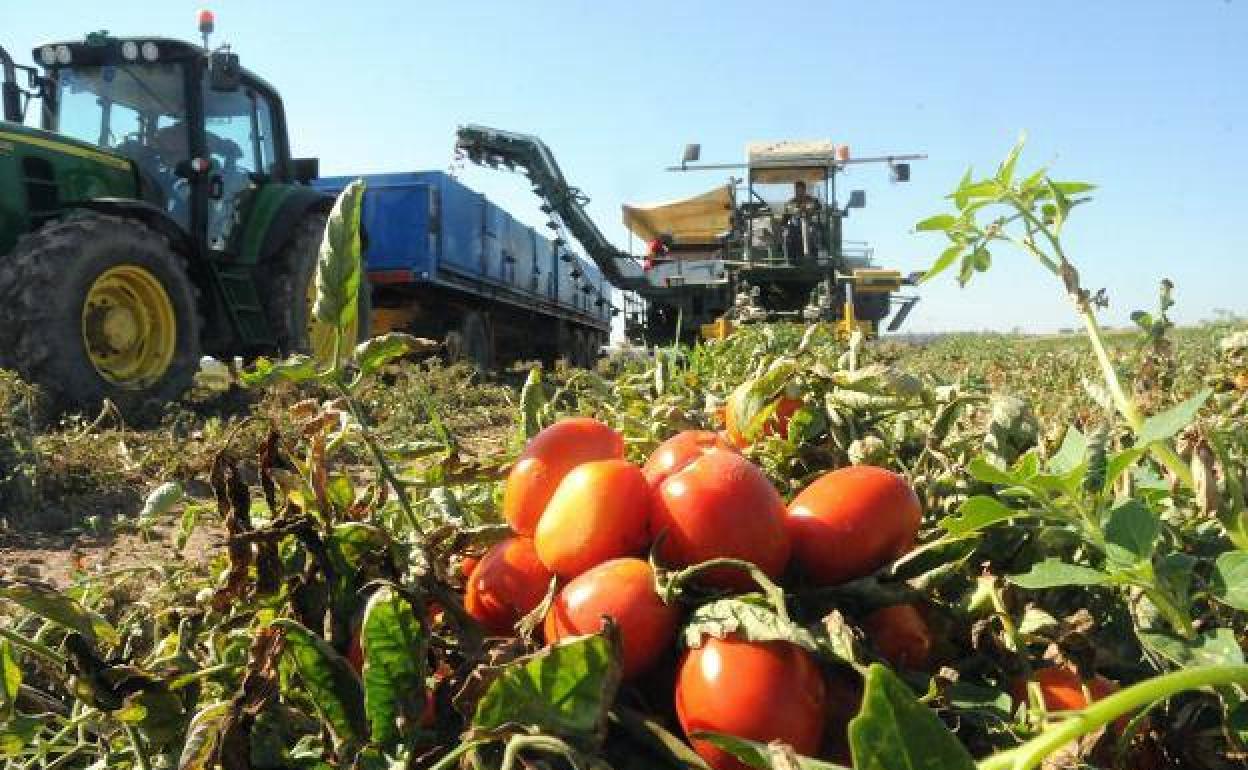 Los precios de verduras y hortalizas se disparan hasta un 30%