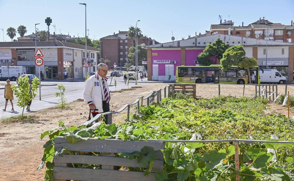Huerto urbano en la barriada de Suerte de Saavedra.