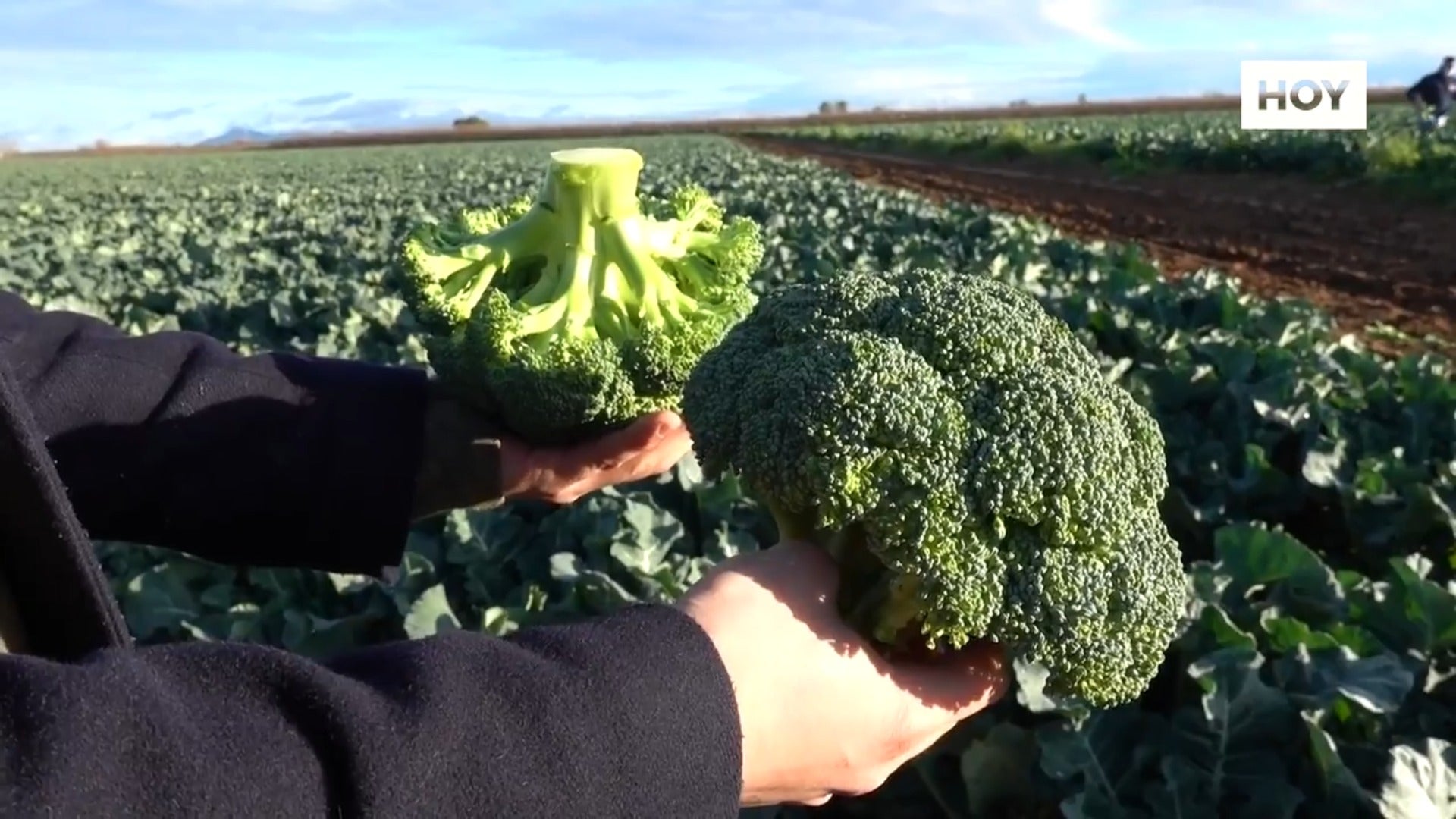 El brócoli, la estrella de los cultivos de invierno de Extremadura