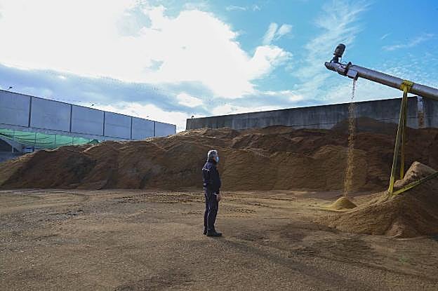 Transformación de los huesos de aceituna que llegan a las instalaciones de Troil Vegas Altas. 