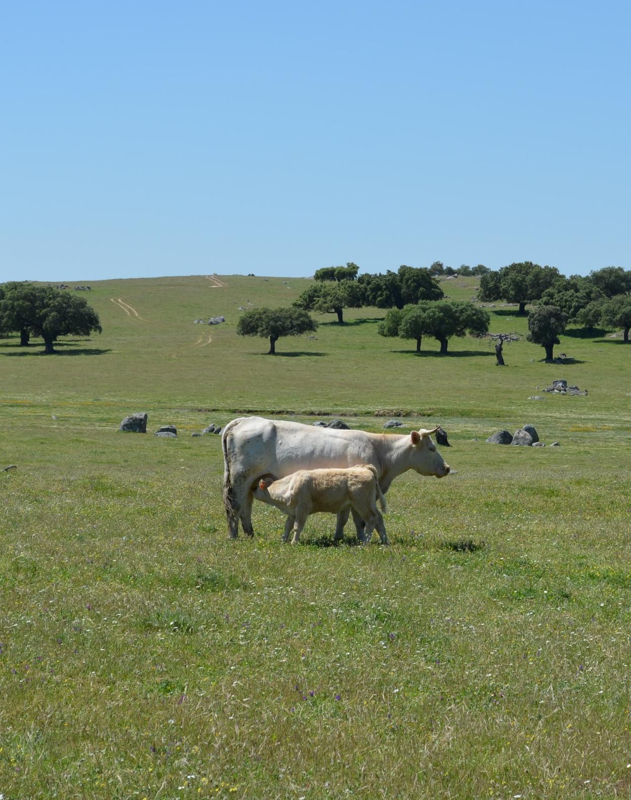 Una vaca amamanta a su ternero en la idílica dehesa extremeña. 