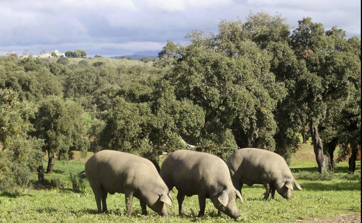 Cerdos ibéricos comiendo pastos y bellota en una dehesa de Extremadura. 