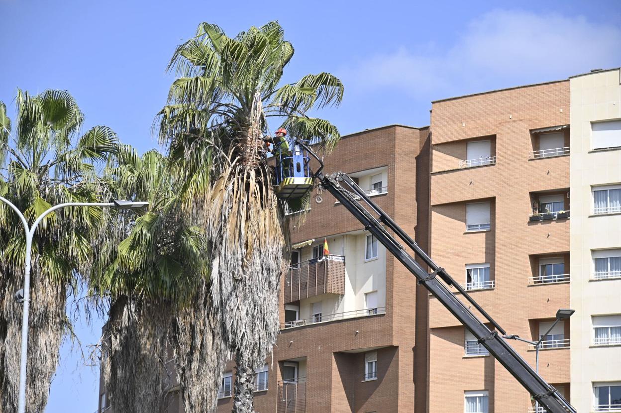 Poda de palmeras en Badajoz. 