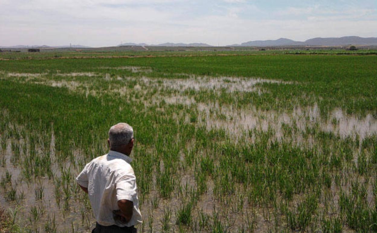 El sector arrocero en Extremadura cuenta con una superficie de 21.382 hectáreas, lo que representa casi el 25% del total nacional.