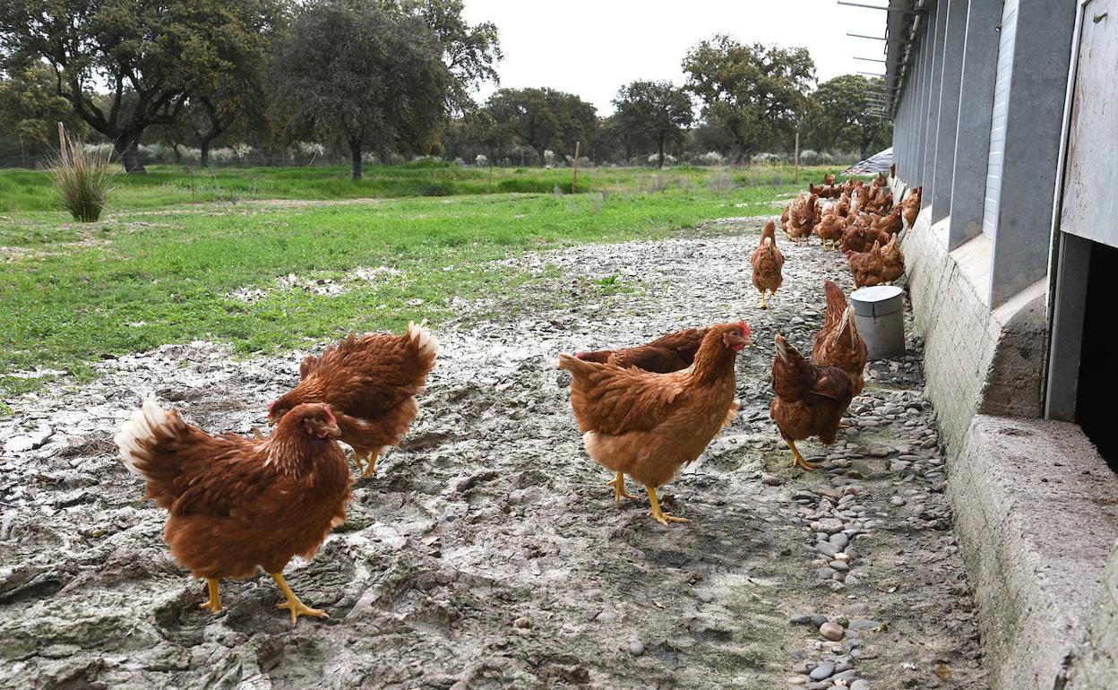 Granja ecológica de gallinas. 