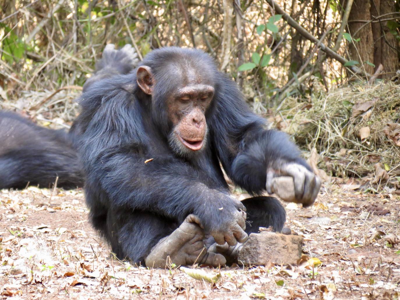 Un chimpancé parte nueces con piedras. 