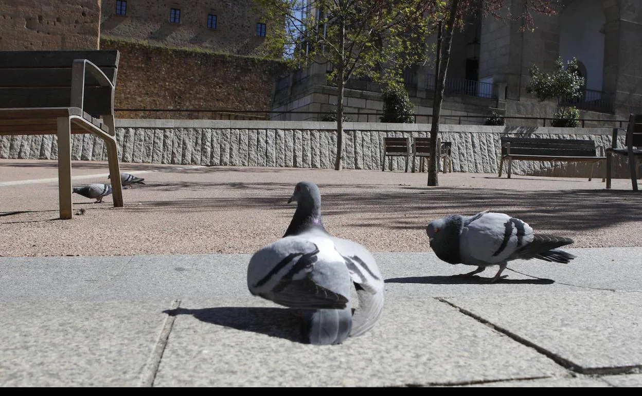 Animales Monumentales afirma que la solución para las palomas de Cáceres incumple la ley