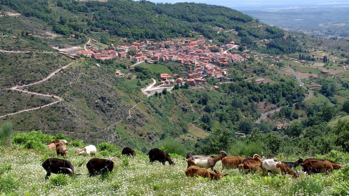 Cabras de Jacinto. 