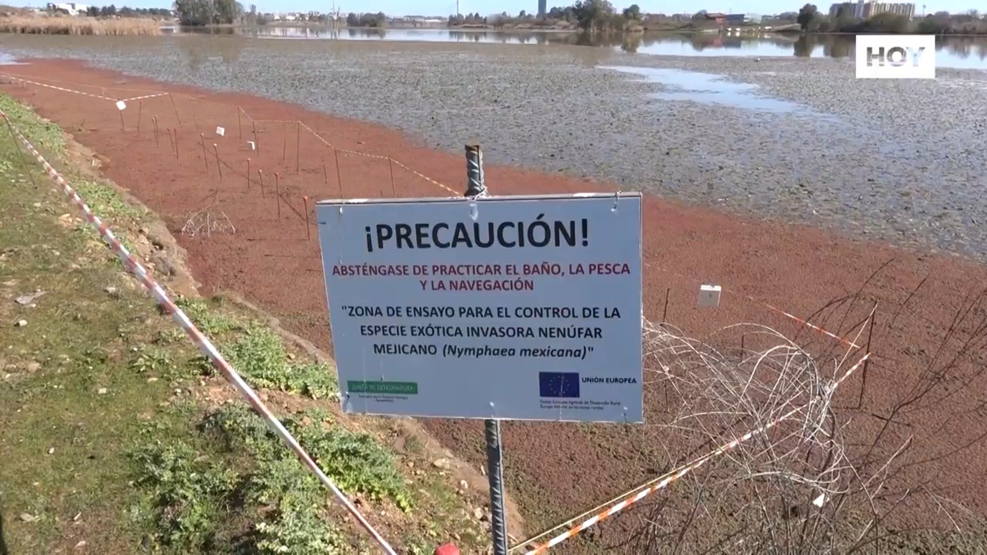 ​Las mantas del Guadiana retienen el nenúfar, pero aflora el helecho de ​agua