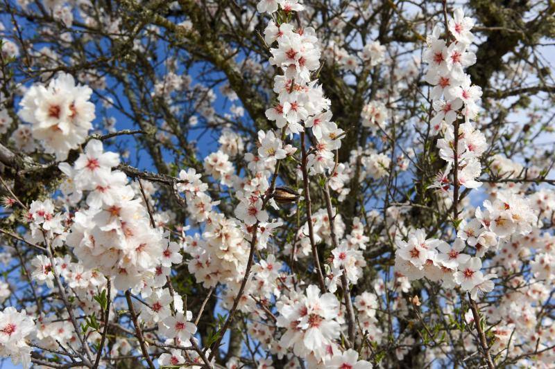 Fotos: Floración del almendro en la provincia de Cáceres