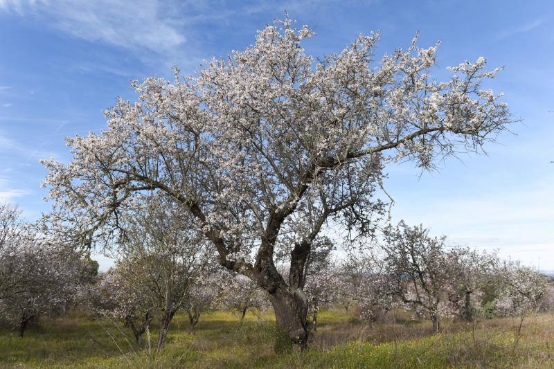 Fotos: Floración del almendro en la provincia de Cáceres