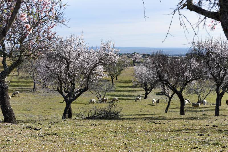 Fotos: Floración del almendro en la provincia de Cáceres