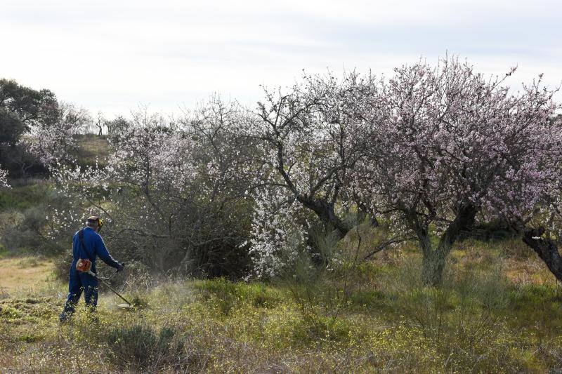 Fotos: Floración del almendro en la provincia de Cáceres